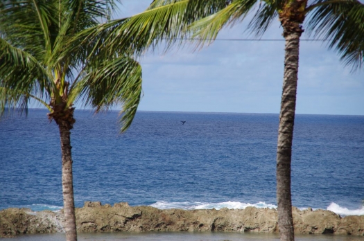 oahu_humpback